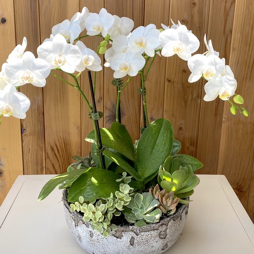 White phalaenopsis orchids with succulents in a stone bowl perfect for a luxury florist Cary office